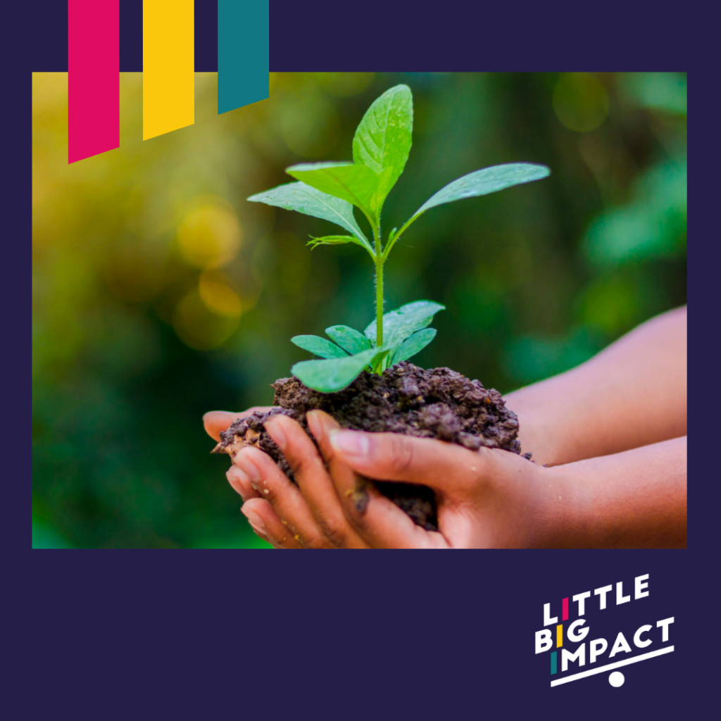 Jeune pousse entre les mains d’une personne, symbole d’engagement écologique et de transition durable avec Little Big Impact.